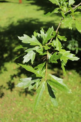 Quercus nigra - dub černý - listy3